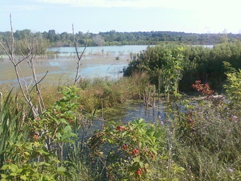 Abandoned celery field